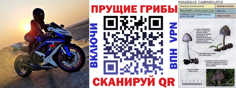 Псилоцибиновые грибы Psilocybine cubensis  Дмитровск 